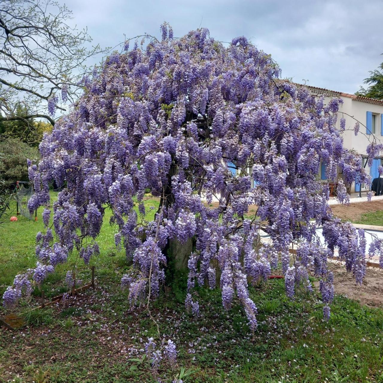 Villa Le Petit Mas Des Alpilles En Provence Saint-Étienne-du-Grès Exterior foto